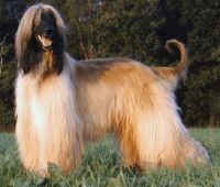 Afghan Hound