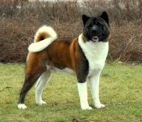 American Akita
