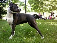 American Staffordshire Terrier