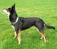 Australian Kelpie