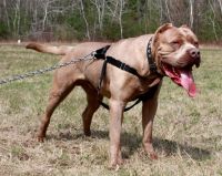 Bandog