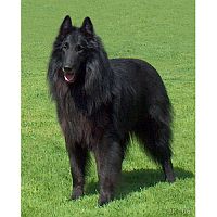 Belgian Shepherd Dog (Groenendael)