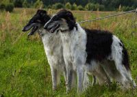 Borzoi