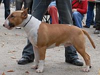 Bull Terrier