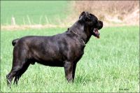 Cane Corso