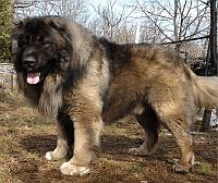 Caucasian Shepherd Dog