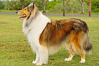 Collie Rough