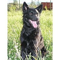 Croatian Sheepderd Dog