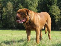 Dogue de Bordeaux