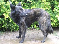 Dutch Shepherd Dog long-hair 