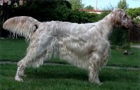 English Setter