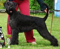 Giant Schnauzer