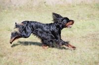 Gordon Setter