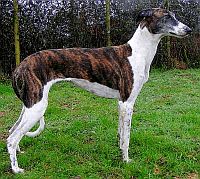 Hungarian Greyhound