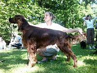 Irish Setter