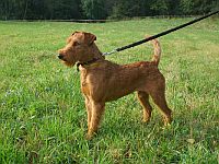 Irish Terrier