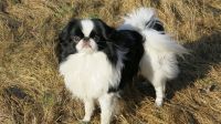 Japanese Chin