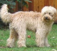 Labradoodle