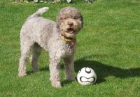 Lagotto romagnolo
