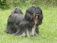 Lhasa Apso