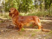 Long-haired Standard Dachshund