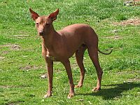 Mexican Hairless Dog