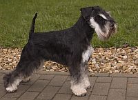 Miniature Schnauzer