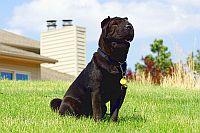 Miniature Shar Pei