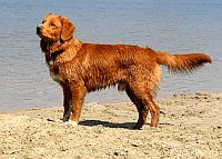 Nova Scotia Duck Tolling Retriever