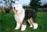 Old English Sheepdog