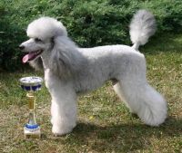 Poodle Miniature