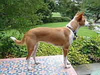 Portuguese Podengo Médio (Smooth)