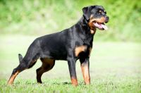 Rottweiler
