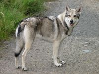 Saarloos Wolfdog