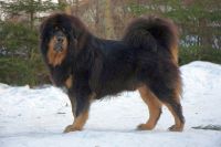 Tibetan Mastiff