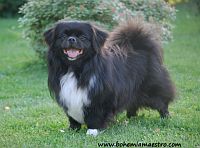 Tibetan Spaniel