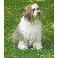 Tibetan Terrier