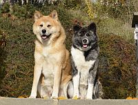 Akita