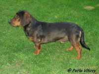 Alpine Dachsbracke