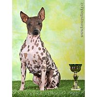American Hairless Terrier