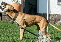 American Pit Bull Terrier