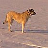 Anatolian Shepherd Dog