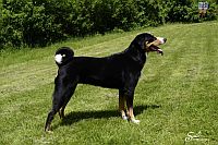 Appenzeller Sennenhund