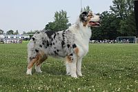Australian Shepherd