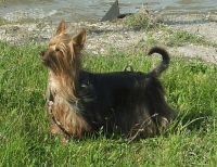 Australian Silky Terrier