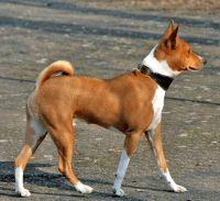 Basenji