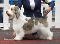 Basset Griffon Vendéen, Petit