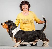 Basset Hound