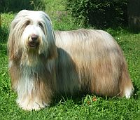 Bearded Collie