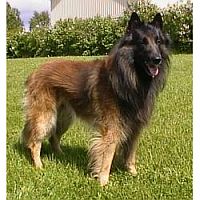 Belgian Shepherd Dog (Tervuren)